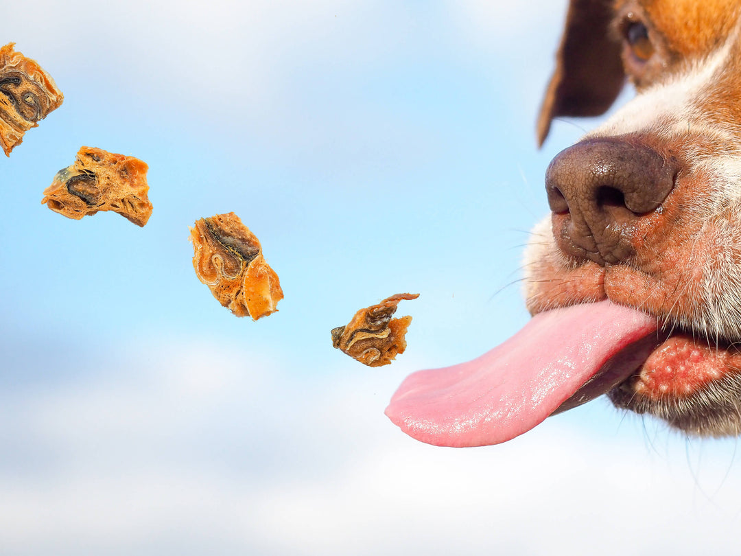 Brown and white dog with long pink tongue sticking out trying to catch dog treats against a blurred sky background