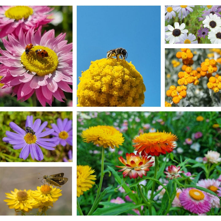 Australian wildflowers growing with bees and insects, colourful native blooms that support pollinators