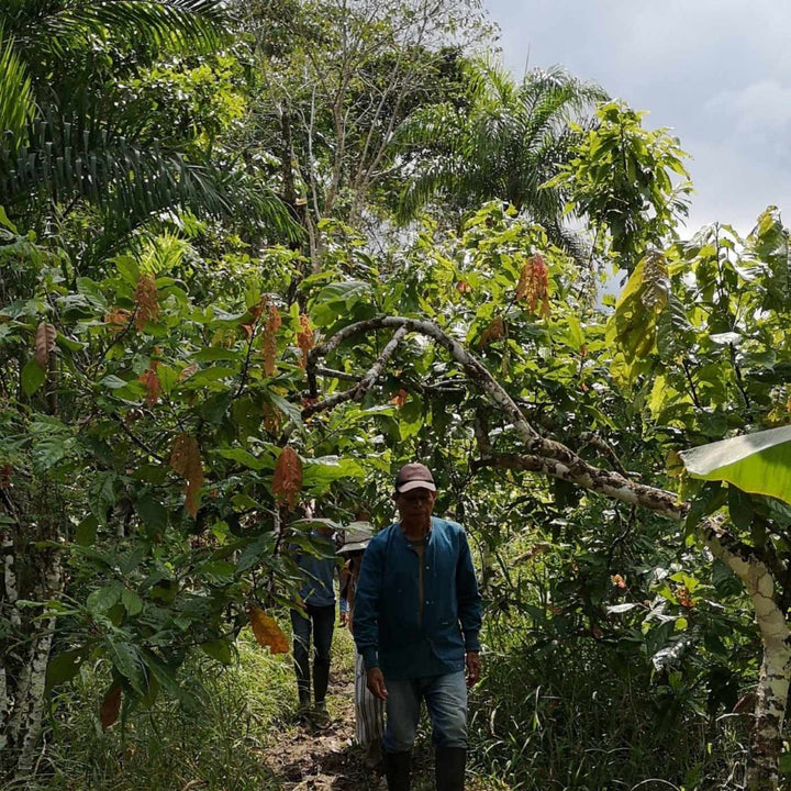 With every cup of Ayusa Tea you drink, you actively contribute towards a greater purpose. You’re empowering small rural farmers in Ecuador.