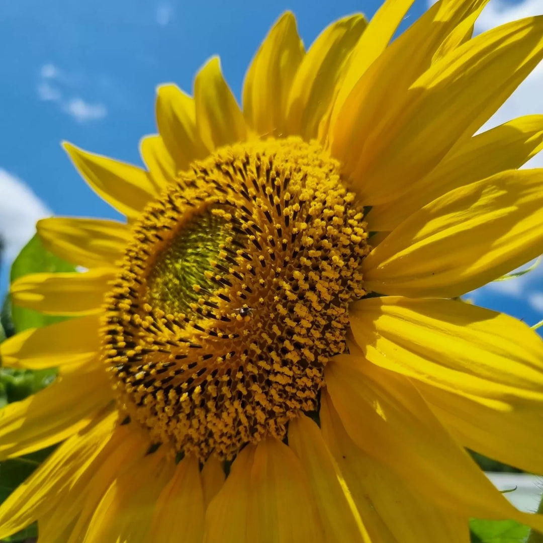 Bee Kind Australia You are my Sunshine – Sunflower Seeds