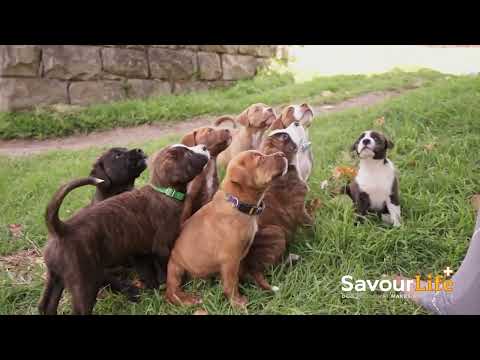 SavourLife Chicken Dog Training Treats